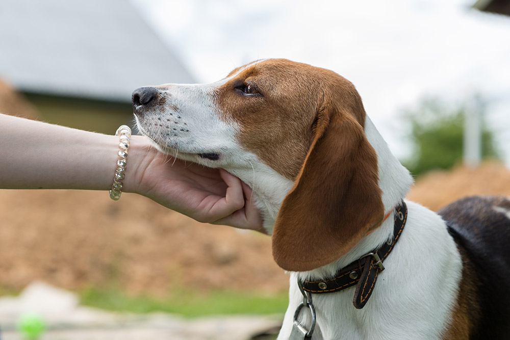 dog walker petting dog