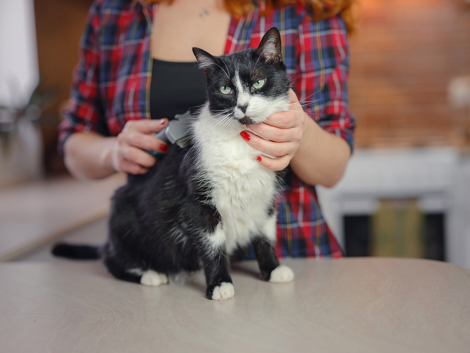 pet sitter loving on cat