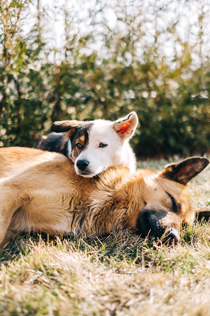 two dogs laying together
