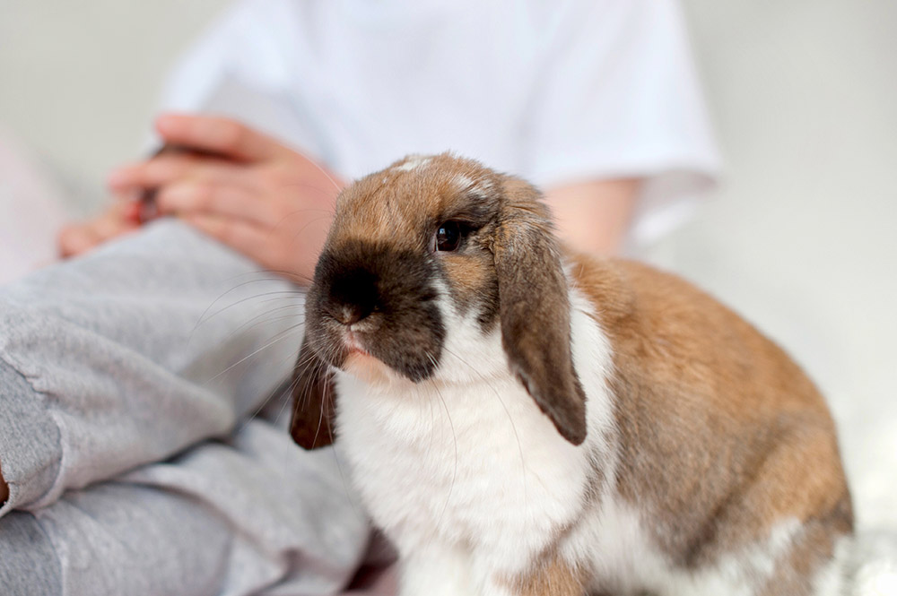rabbit sitting with pet sitter